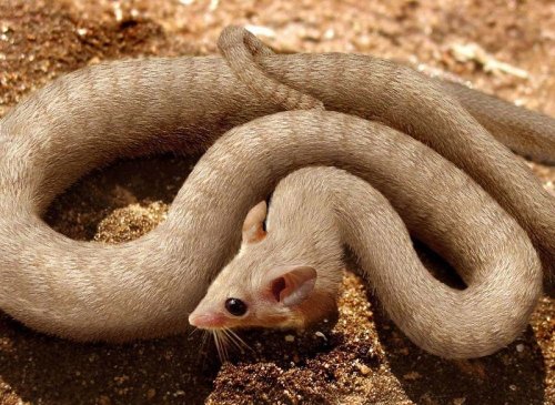 Хищники и их жертвы в одном теле (15 фото)