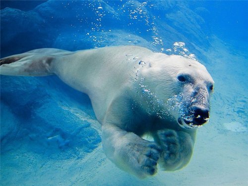 Хищники и их жертвы в одном теле (15 фото)