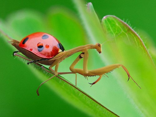 Хищники и их жертвы в одном теле (15 фото)