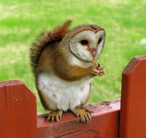 Хищники и их жертвы в одном теле (15 фото)