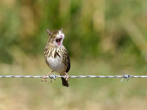 Хищники и их жертвы в одном теле (15 фото)