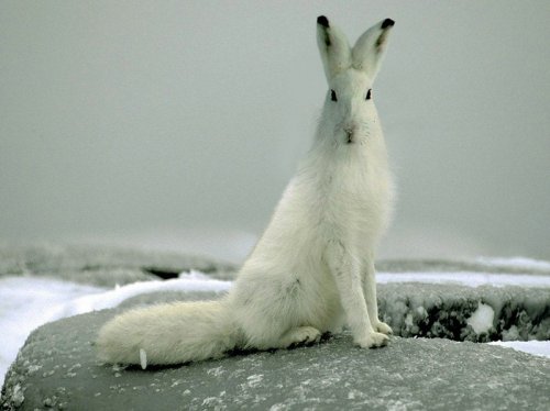 Хищники и их жертвы в одном теле (15 фото)