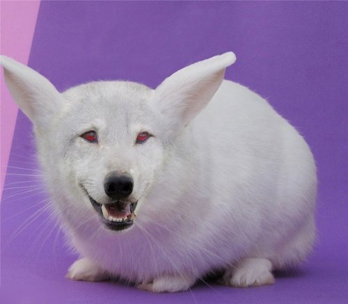 Хищники и их жертвы в одном теле (15 фото)