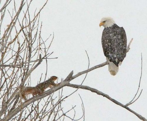 Пожалуй, я пас (30 фото)