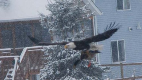Пожалуй, я пас (30 фото)