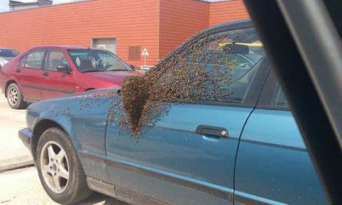 Пожалуй, я пас (30 фото)