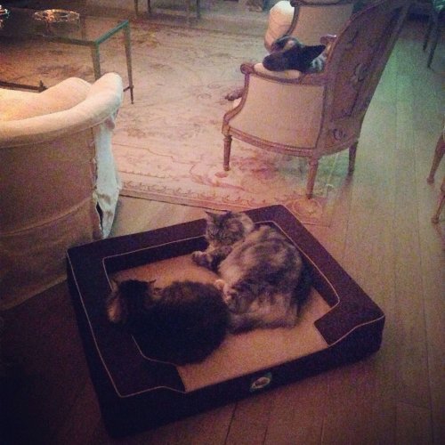 Очаровательные зверята (28 фото)