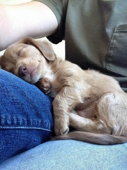 Очаровательные зверята (28 фото)