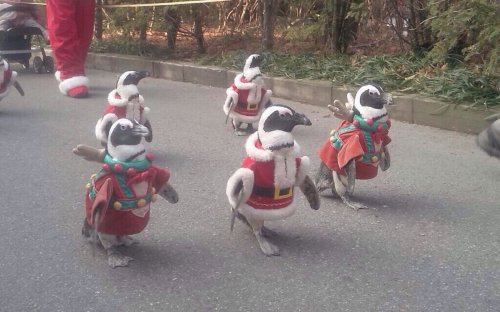 Очаровательные зверята (28 фото)