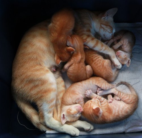 Очаровательные зверята (28 фото)