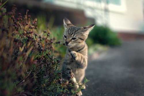 Очаровательные зверята (28 фото)