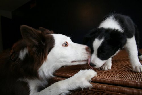 Очаровательные зверята (28 фото)