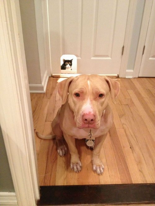 Очаровательные зверята (28 фото)