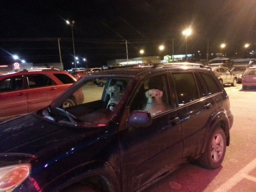 Очаровательные зверята (28 фото)