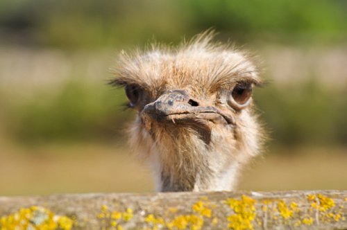 Топ-10 Знаменитостей с нелепыми хобби, о которых никто не подозревал