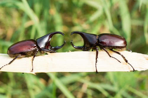 Топ-10 Странных и таинственных повадок насекомых