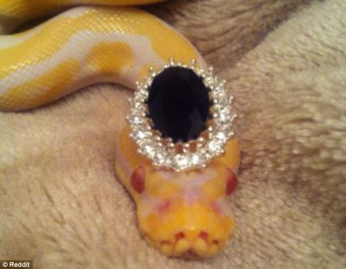 Новая фотозабава в Интернете: змеи в шляпах (12 фото)