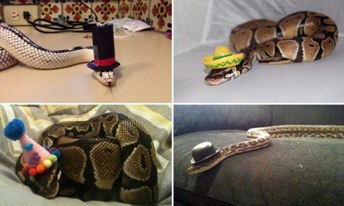 Новая фотозабава в Интернете: змеи в шляпах (12 фото)