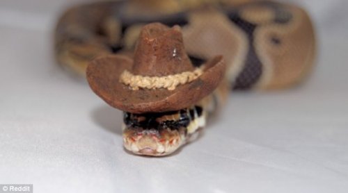 Новая фотозабава в Интернете: змеи в шляпах (12 фото)