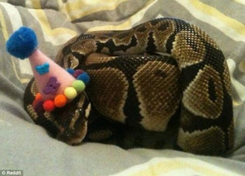 Новая фотозабава в Интернете: змеи в шляпах (12 фото)