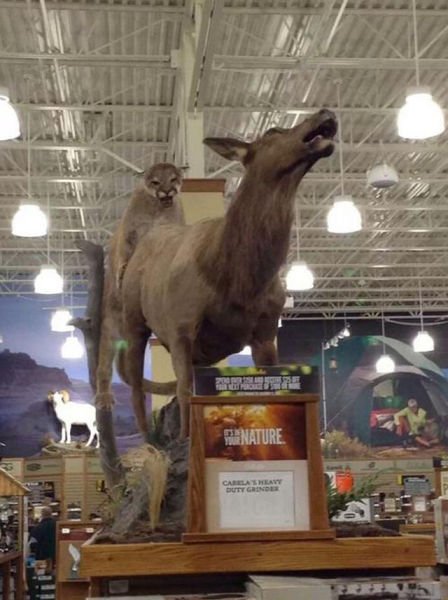 Оказалось, показалось… (24 фото) Оказалось, показалось… (24 фото)