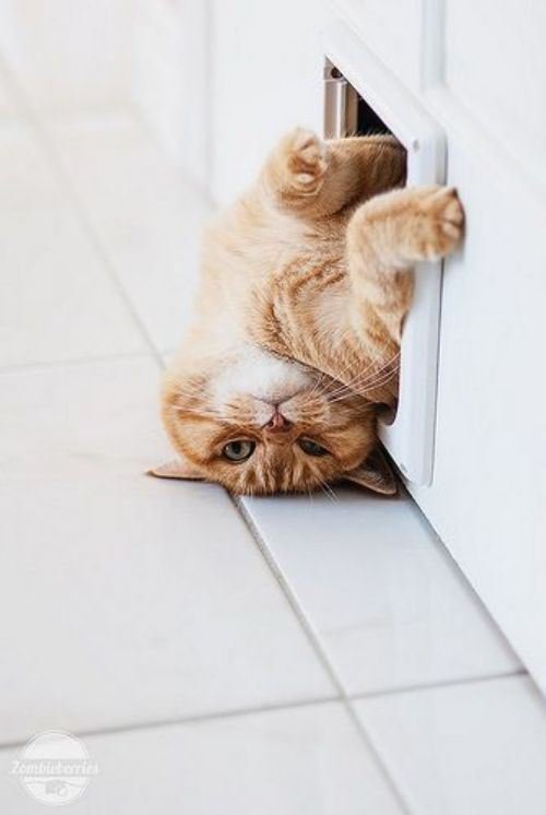 Непокорённые человеком (20 фото) Непокорённые человеком (20 фото)