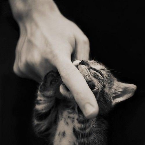 Непокорённые человеком (20 фото) Непокорённые человеком (20 фото)