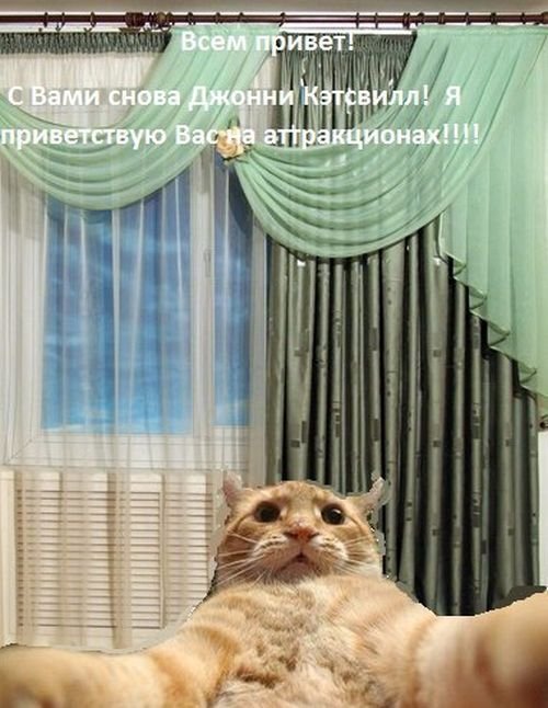 Новый фотомем: рыжий кот Джонни Кэтсвилл и его репортажи (30 фото) Новый фотомем: рыжий кот Джонни Кэтсвилл и его репортажи (30 фото)