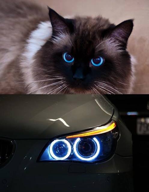 Вот вам прикольных картинок (42 шт) Вот вам прикольных картинок (42 шт)