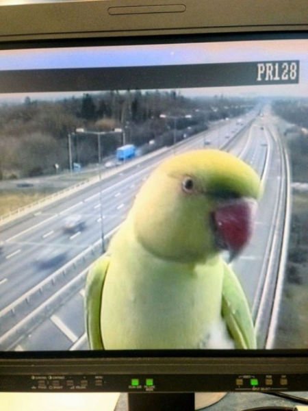 Забавные фотобомбы со всего света (31 фото) Забавные фотобомбы со всего света (31 фото)