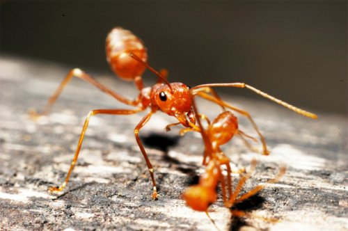 Топ-10 Примеров странного поведения муравьёв