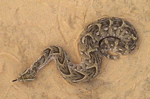 Топ-10: Странные надувающиеся животные