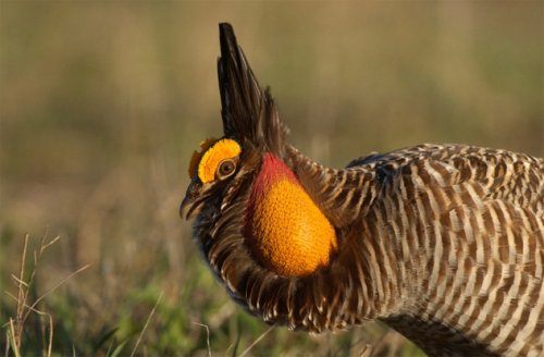 Топ-10: Странные надувающиеся животные