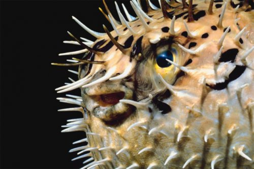 Топ-10: Странные надувающиеся животные