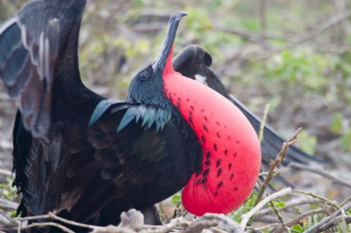 Топ-10: Странные надувающиеся животные