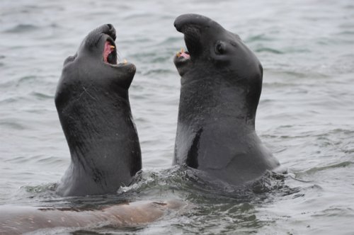 Топ-10: Странные надувающиеся животные