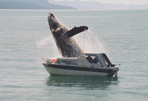 Прикольные фотографии, сделанные в нужный момент (30 шт)