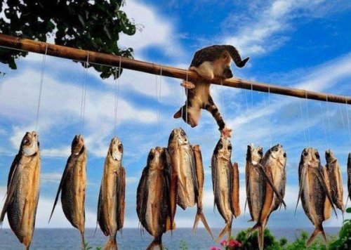 Прикольные картинки на выходные (33 шт)