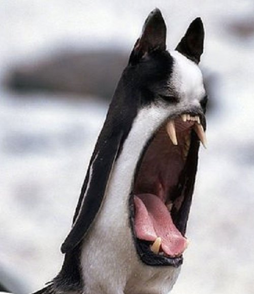 Сумасшедший фотошоп с животными (25 фото) Сумасшедший фотошоп с животными (25 фото)