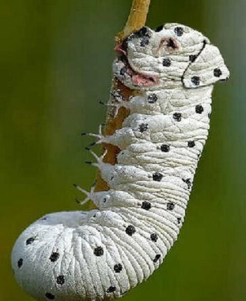 Сумасшедший фотошоп с животными (25 фото) Сумасшедший фотошоп с животными (25 фото)