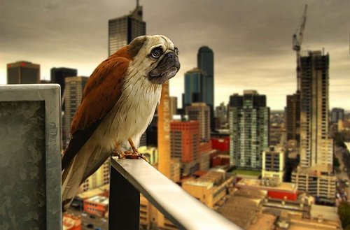 Сумасшедший фотошоп с животными (25 фото) Сумасшедший фотошоп с животными (25 фото)