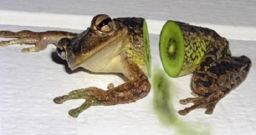 Сумасшедший фотошоп с животными (25 фото) Сумасшедший фотошоп с животными (25 фото)