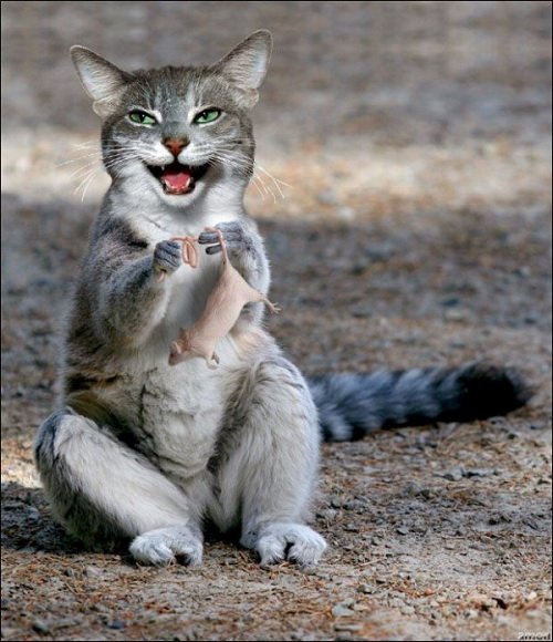 Сумасшедший фотошоп с животными (25 фото) Сумасшедший фотошоп с животными (25 фото)