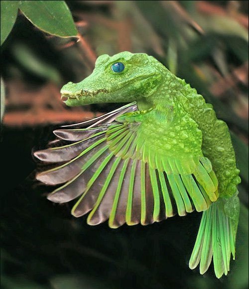 Сумасшедший фотошоп с животными (25 фото) Сумасшедший фотошоп с животными (25 фото)