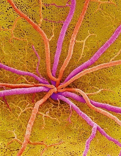 Человеческий организм под микроскопом (17 фото) Человеческий организм под микроскопом (17 фото)