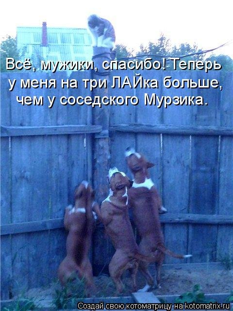 Новый сборник котоматриц (29 шт) Новый сборник котоматриц (29 шт)