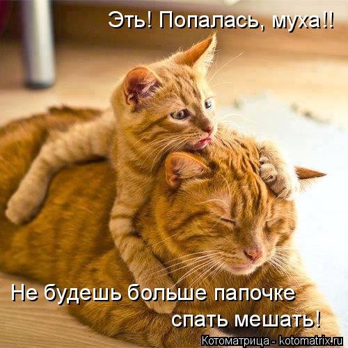 Новый сборник котоматриц (29 шт) Новый сборник котоматриц (29 шт)