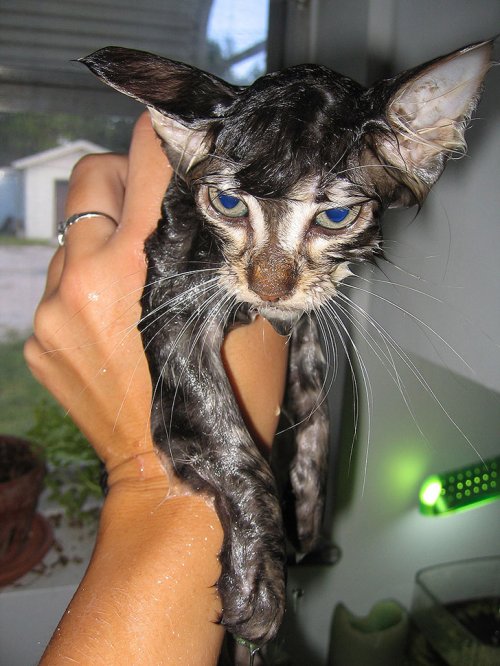 Мокрые коты (15 фото)