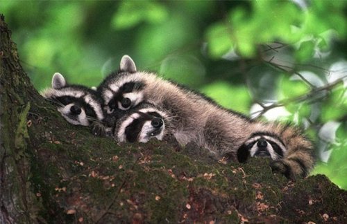 На подушке и сон слаще (30 фото)