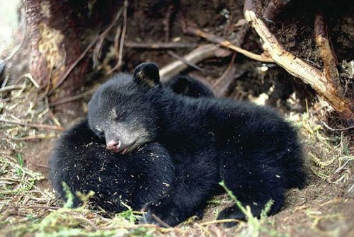 На подушке и сон слаще (30 фото)